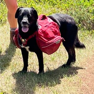 Ruffwear Palisade Dog Backpack